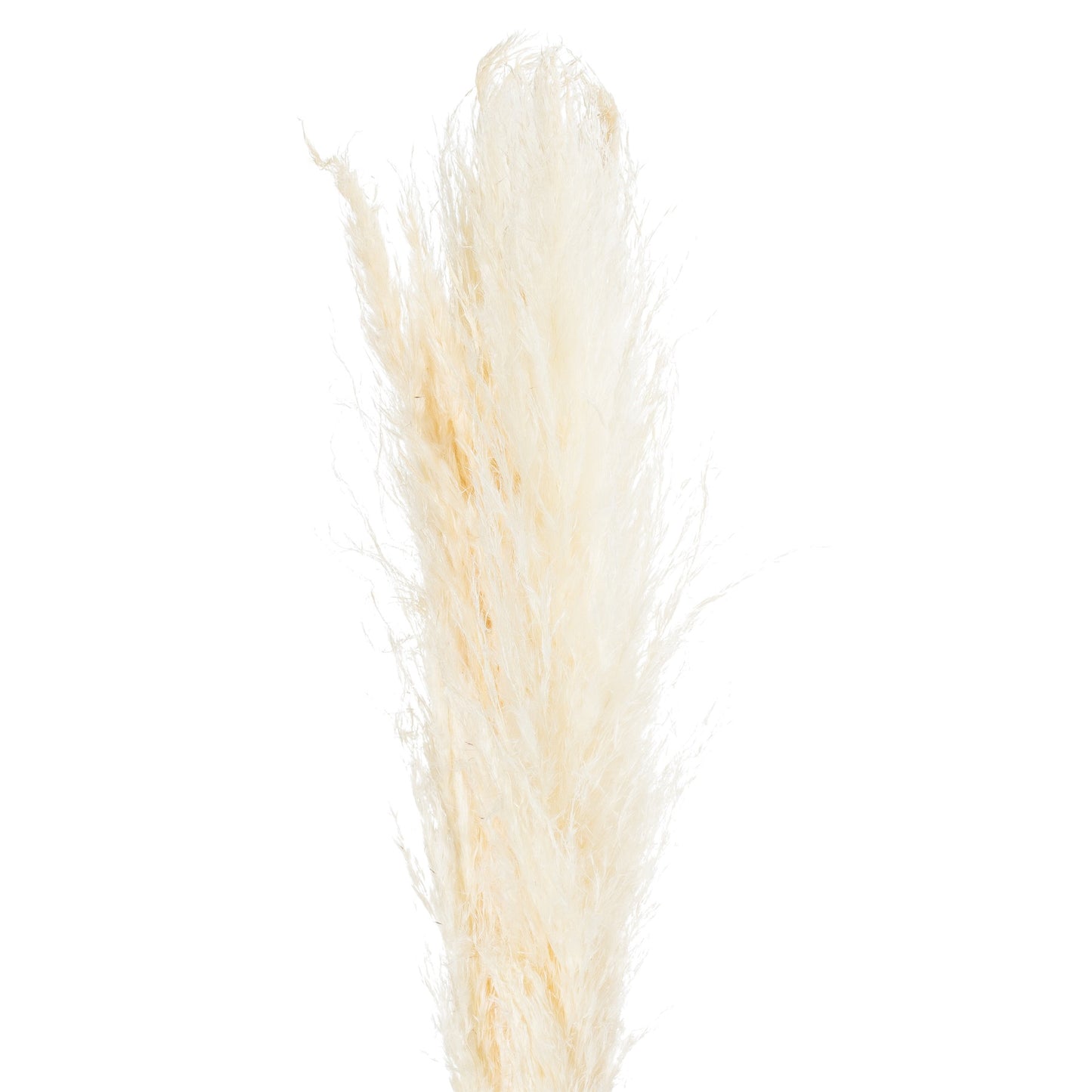 Beige Dried Pampas Grass