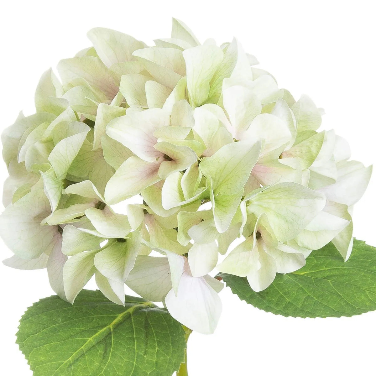 Artificial Pale Green Hydrangea Stem with Multi-Tonal Petals & Realistic Green Leaves – Lifelike Faux Green Hydrangea Flower 50x30x30cm – Close-Up Showing Delicate Petal Veining and Soft Cream and Lime Green Colouring | Click Style