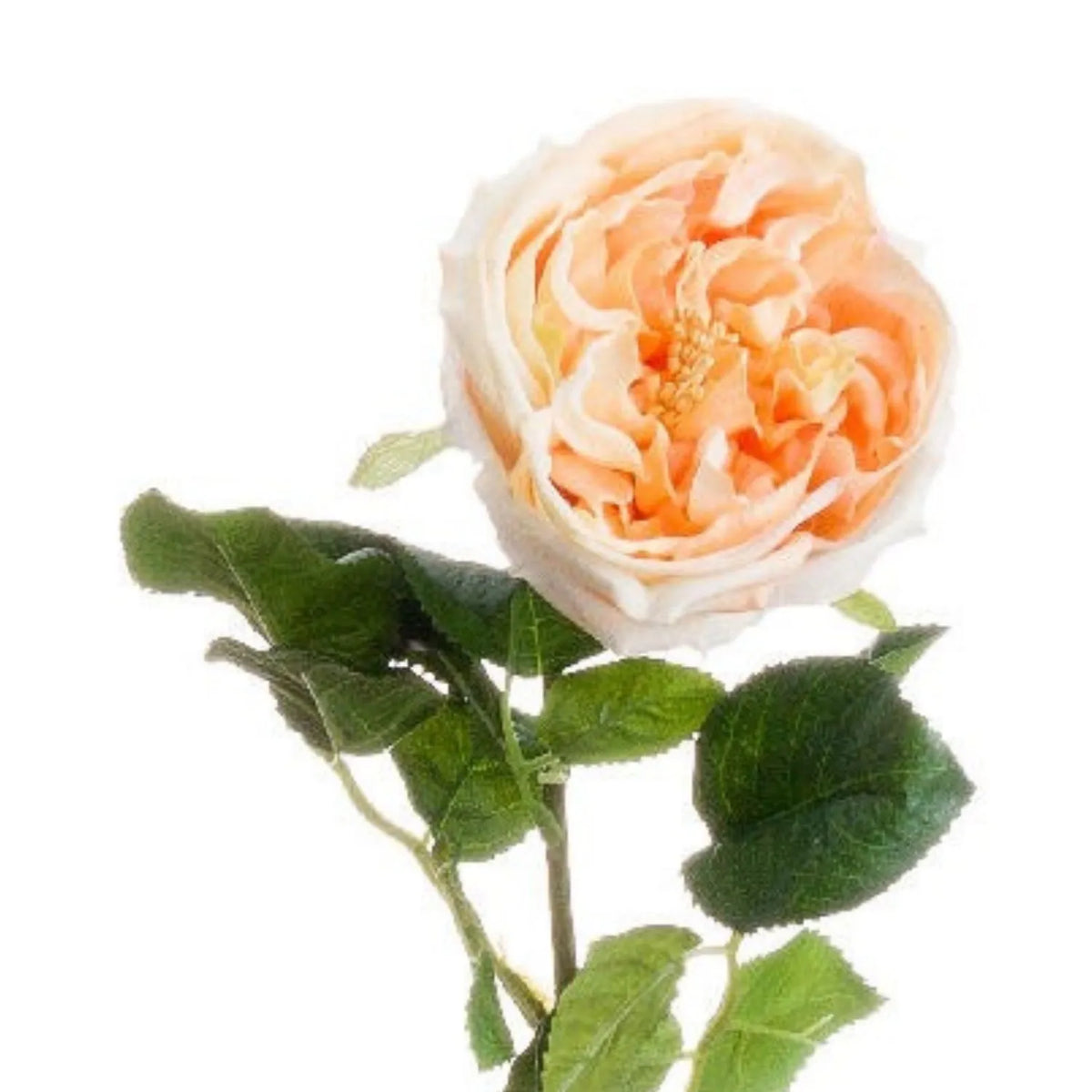 Artificial Pale Peach & Cream Portland Rose with Long Stem & Large Open Bloom – Lifelike Faux Peach Rose Flower with Realistic Green Foliage 72cm – Detailed View of Large Open Peach & Cream Rose Bloom & Green Foliage | Click Style