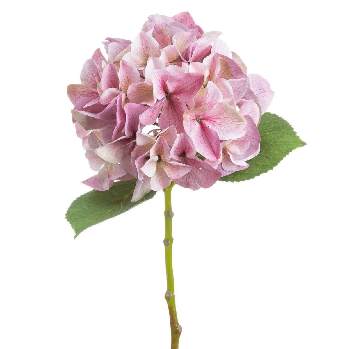 Artificial Pink Hydrangea Stem with Multi-Tonal Petals & Realistic Green Leaves – Lifelike Faux Pink Hydrangea Flower 50x30x30cm showing a close-up of the rounded flower head with layered pink, mauve and cream petals, realistic green leaves and upper stem against a white background | Click Style