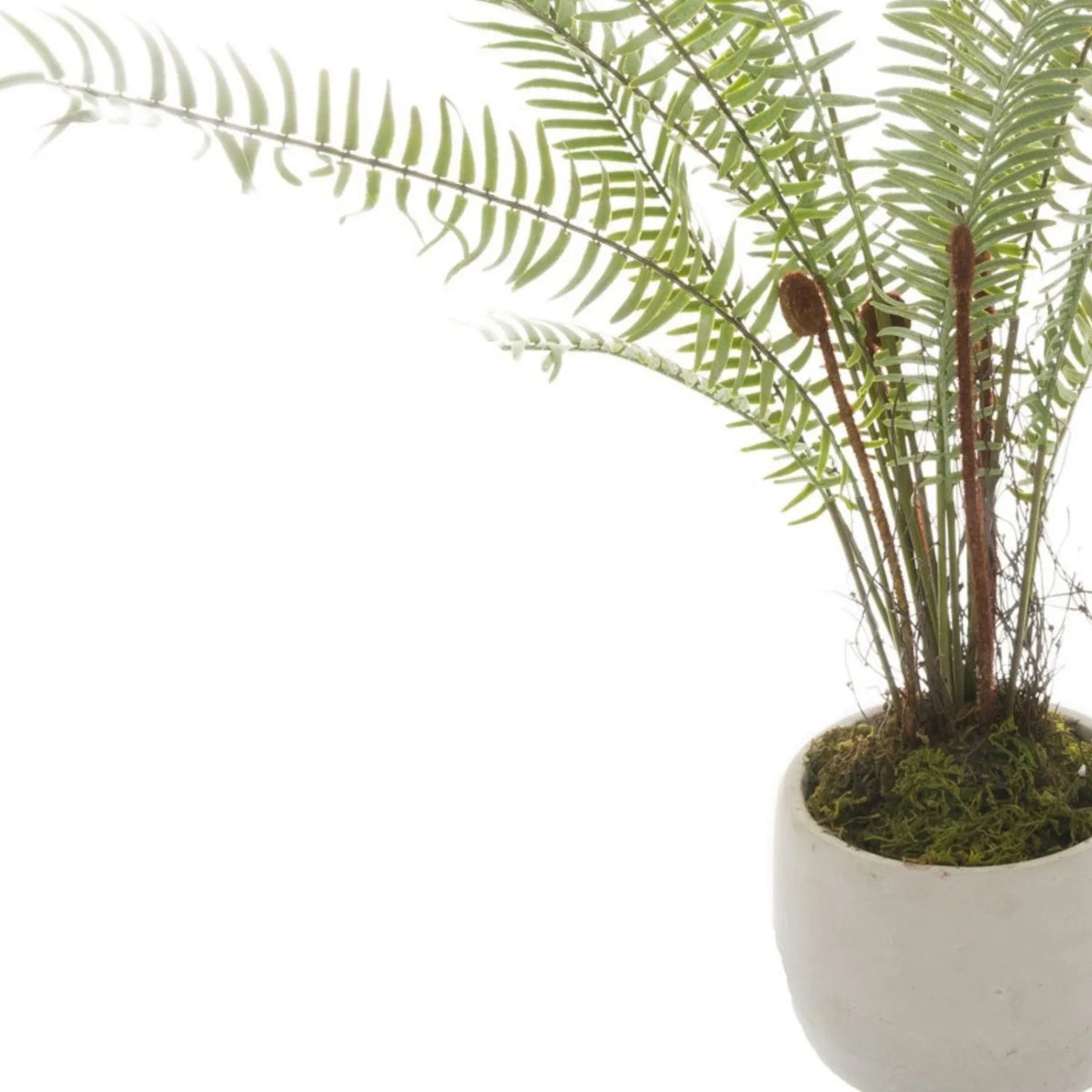 Artificial Small Green Boston Fern with Delicate Fronds & Fiddlehead Details in White Stone Pot – Realistic Potted Faux Indoor Plant – Detailed View of Green Fern Leaves, Brown Stems & White Stone Pot | Click Style