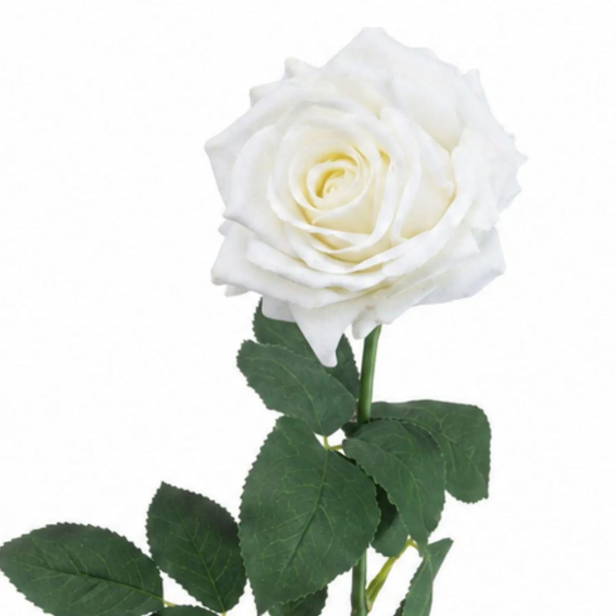 Artificial White Garden Rose with Long Stem & Large Layered Bloom – Lifelike White Faux Rose Flower with Realistic Green Foliage 75cm – Detailed View of White Rose Bloom & Realistic Green Foliage | Click Style
