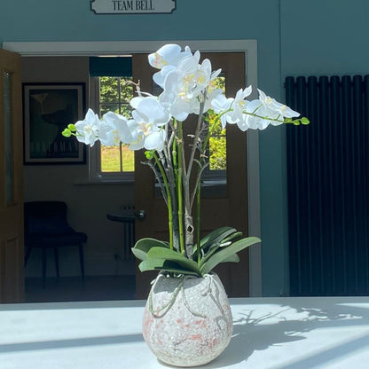 White Orchid Displayed in a Stone Pot