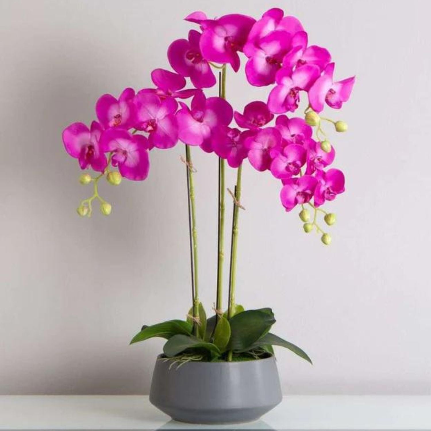 Pink Orchid displayed in pot