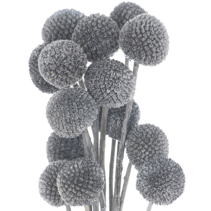 Grey Dried Billy Balls Bouquet Bunch of 40