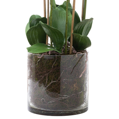 Artificial Large White Orchid in Glass Pot 126x57cm