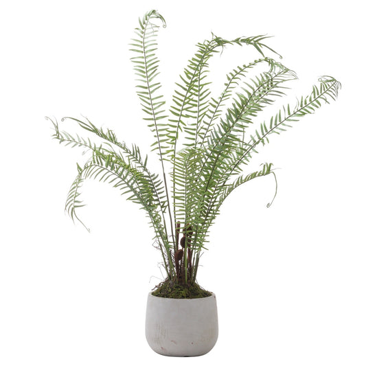 Artificial Large Potted Boston Fern with Unfurled Fronds 67x60cm