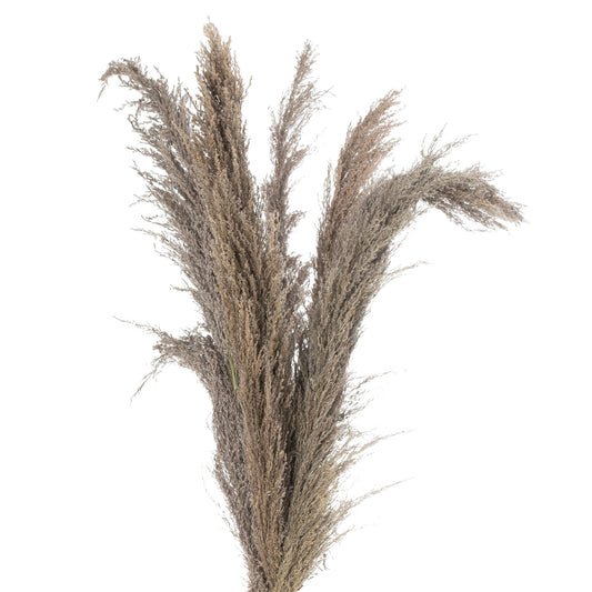 Natural Dried Pampas Grass