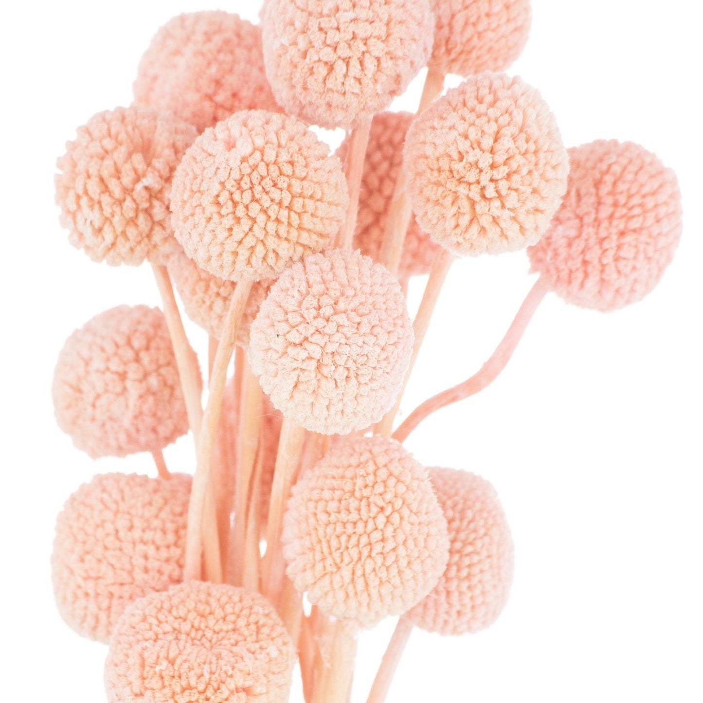 Pink Dried Billy Balls Bouquet Bunch of 40