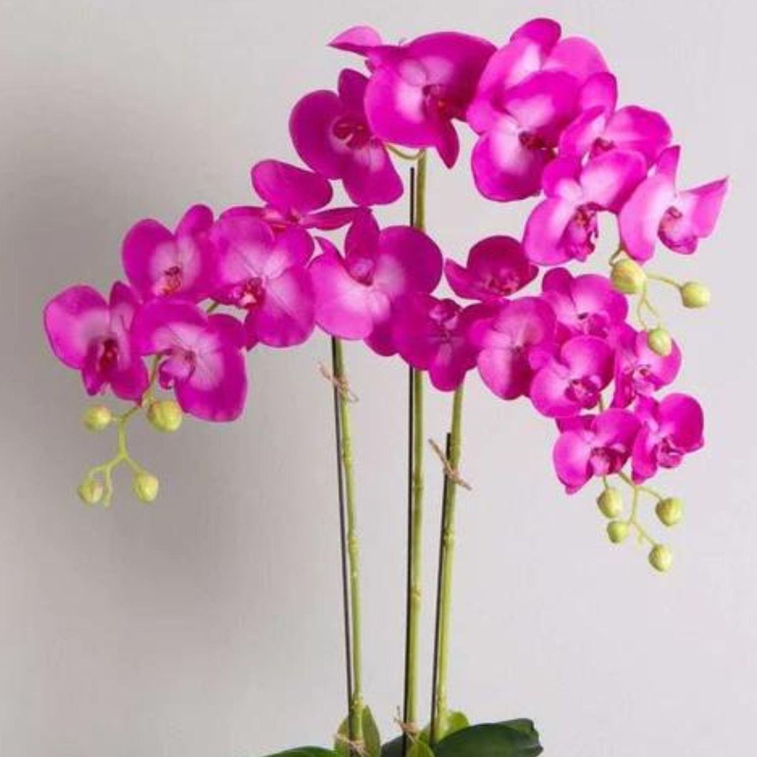 Pink Orchid displayed in pot