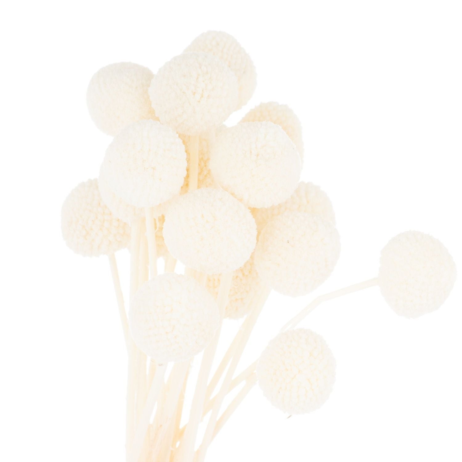 White Dried Billy Balls Bouquet Bunch of 40