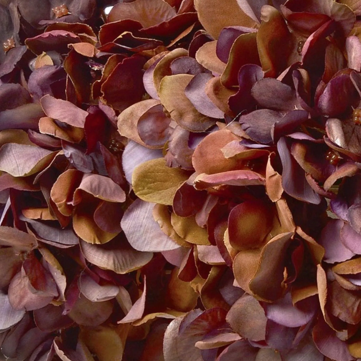 Artificial Antique Mauve & Copper Hydrangea Stem with Burgundy Petals & Realistic Green Leaves – Lifelike Faux Brown Hydrangea Flower 42x18x18cm – Close-Up of Textured Brown Mauve and Copper Artificial Hydrangea Petals with Delicate Flower Centres | Click Style