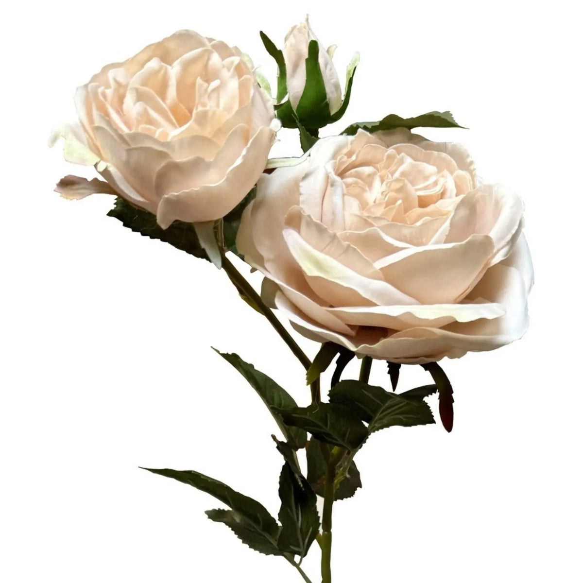 Artificial Blush Ivory Charity Rose Stem with Open Blooms & Rosebud – Lifelike Blush Ivory Faux Rose Flowers with Realistic Green Foliage 58cm – Close-Up of Blush Ivory Petals Rosebud & Serrated Green Leaves | Click Style