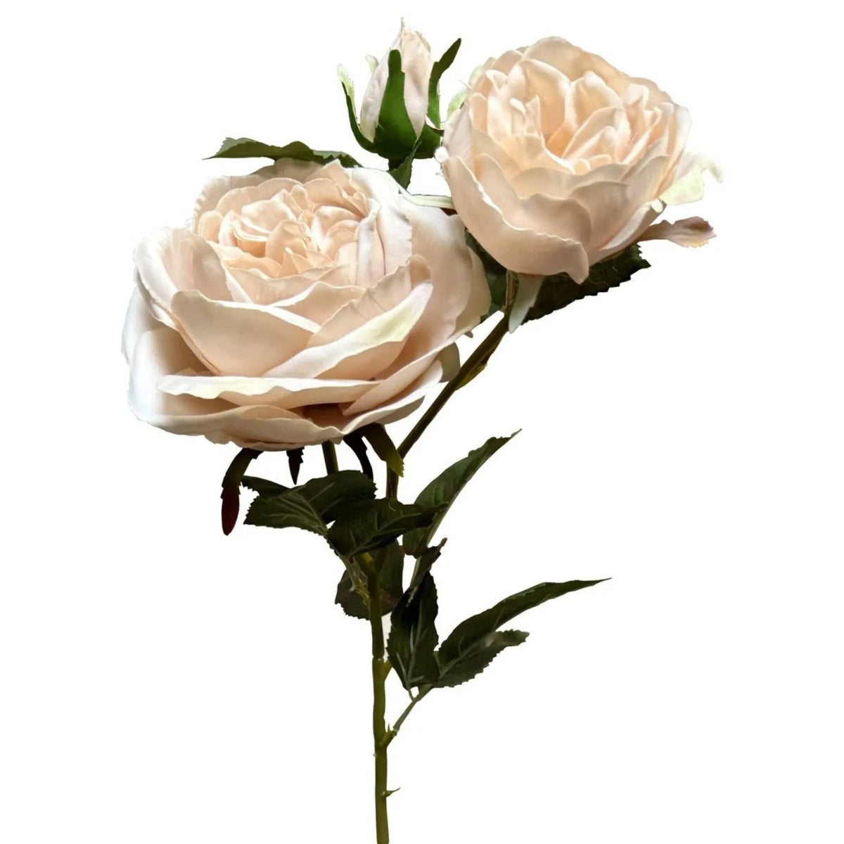 Artificial Blush Ivory Charity Rose Stem with Open Blooms & Rosebud – Lifelike Blush Ivory Faux Rose Flowers with Realistic Green Foliage 58cm – Close-Up of Layered Rose Blooms Rosebud & Green Foliage | Click Style