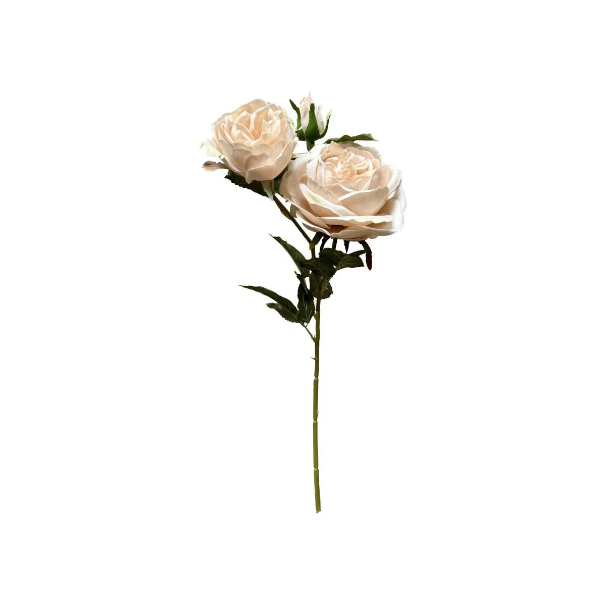 Artificial Blush Ivory Charity Rose Stem with Open Blooms & Rosebud – Lifelike Blush Ivory Faux Rose Flowers with Realistic Green Foliage 58cm – Full Stem View | Click Style