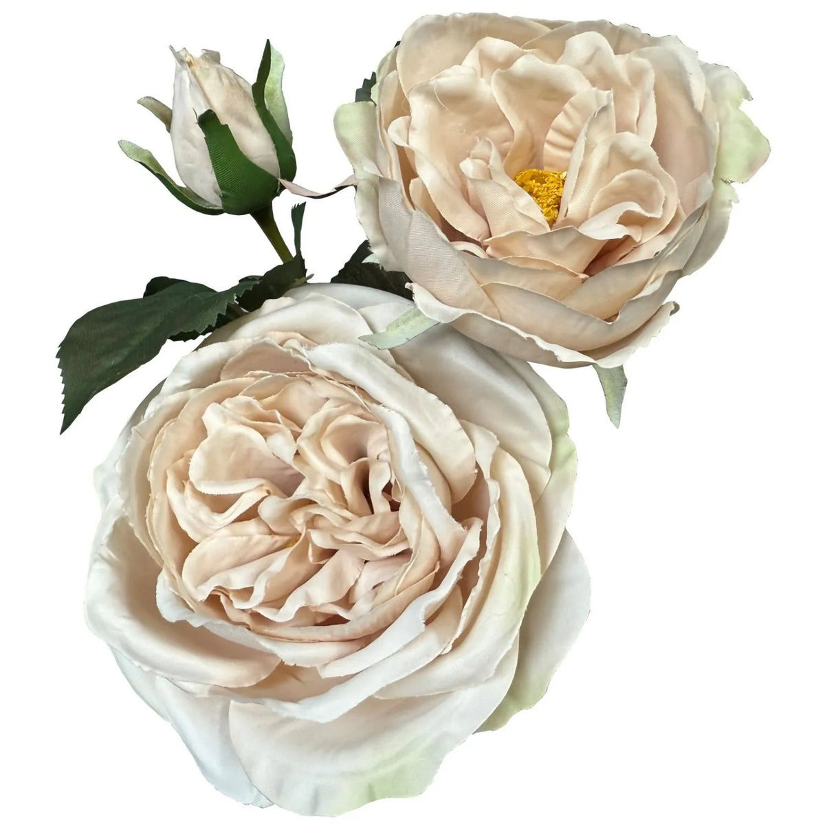 Artificial Blush Ivory Charity Rose Stem with Open Blooms & Rosebud – Lifelike Blush Ivory Faux Rose Flowers with Realistic Green Foliage 58cm – Detailed Close-Up of Layered Blush Ivory Rose Blooms Rosebud & Golden Stamens | Click Style