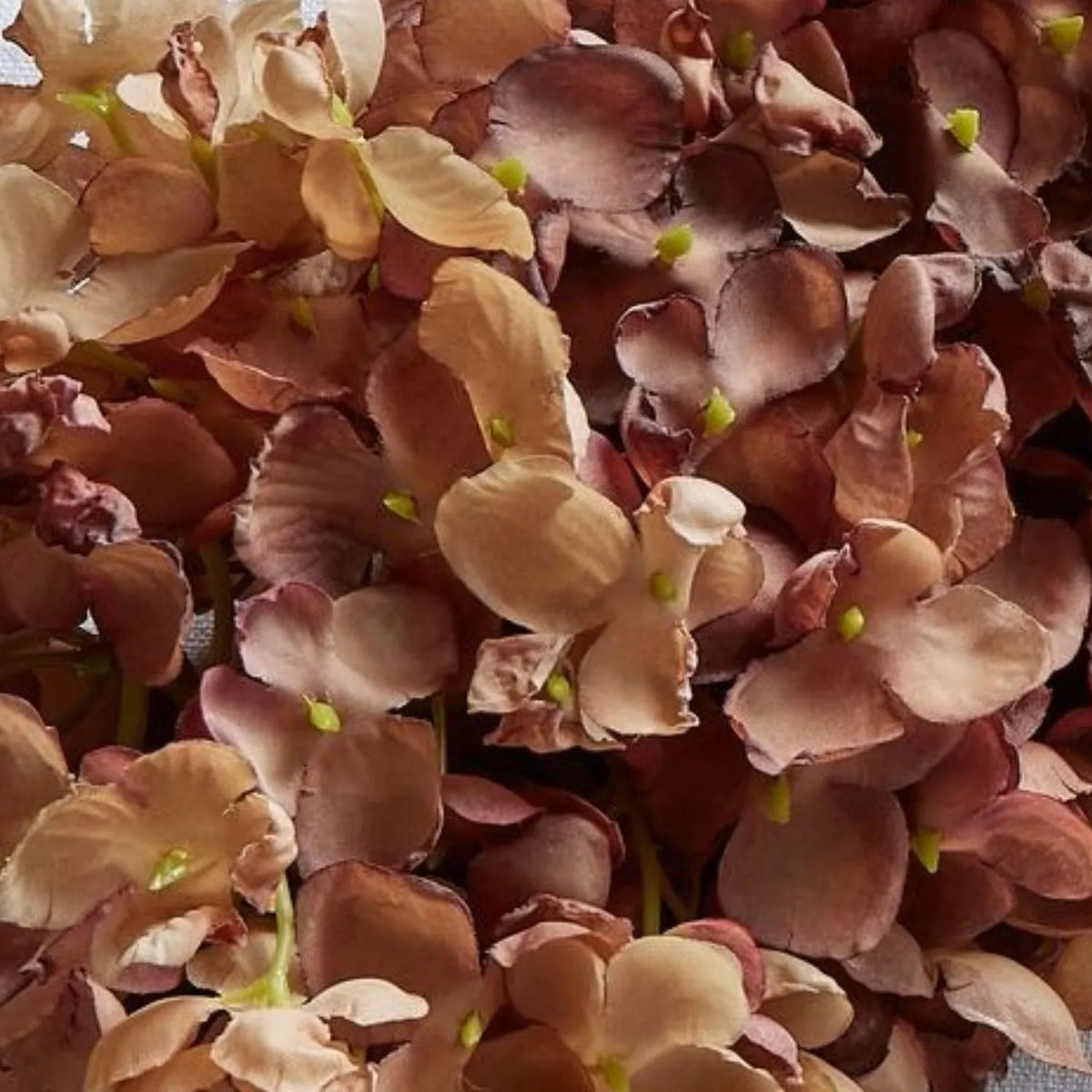 Artificial Burgundy & Peach Long Stem Spear Hydrangea with Realistic Green Leaves – Tall Faux Hydrangea Flower 88cm – Extreme Close-Up Showing Realistic Petal Veining Soft Peach Burgundy & Russet Colour Variations and Fine Botanical Detail | Click Style