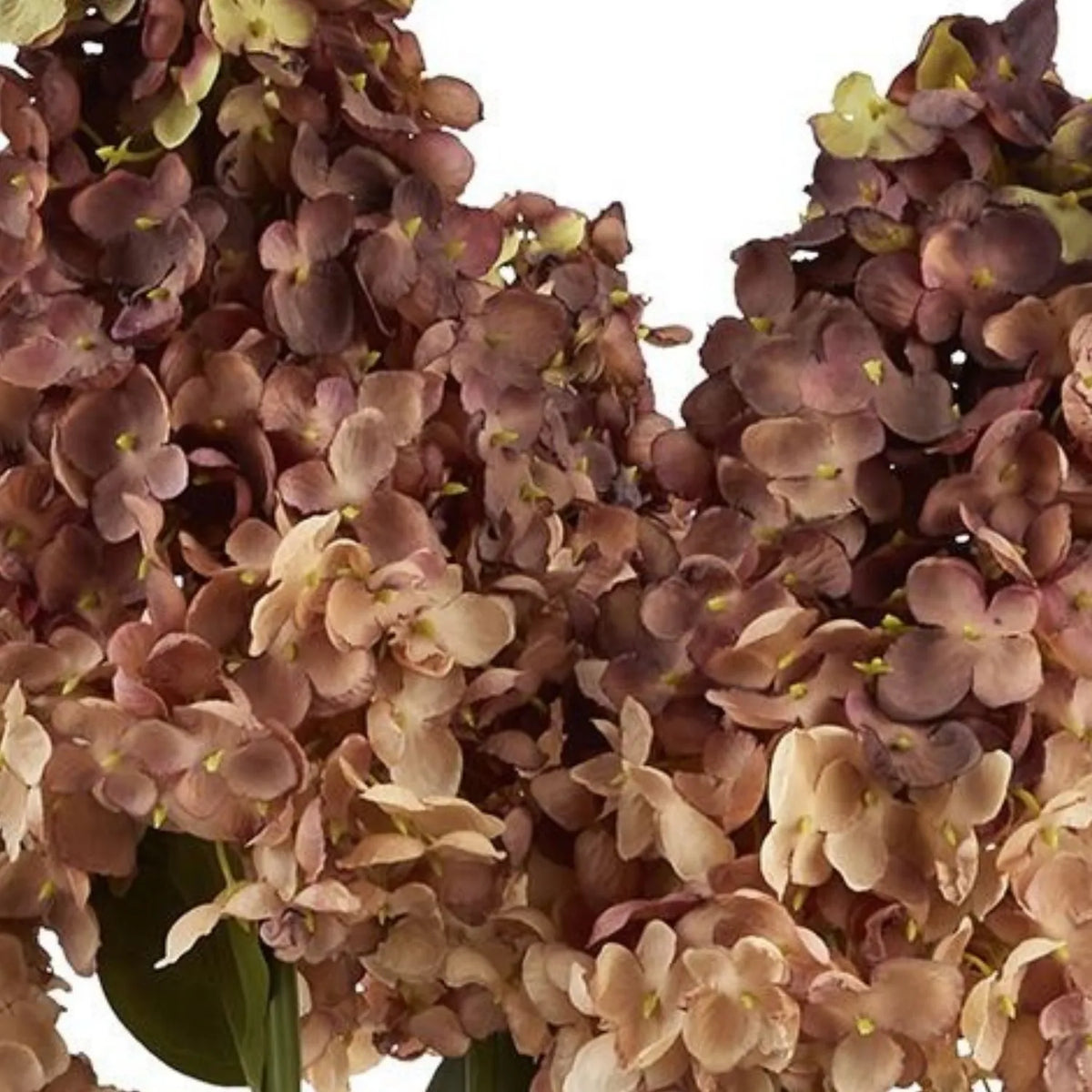 Artificial Burgundy & Peach Long Stem Spear Hydrangea with Realistic Green Leaves – Tall Faux Hydrangea Flower 88cm – Macro Close-Up of Delicate Burgundy Russet & Peach Hydrangea Petals with Small Yellow-Green Flower Centres | Click Style