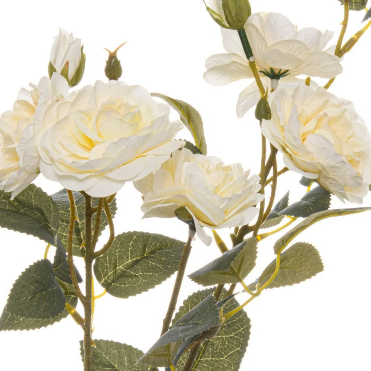 Artificial Creamy White Cottage Rose Stem with Multiple Blooms & Rosebuds – Lifelike Ivory Faux Rose Flowers with Realistic Green Foliage 53cm – Detailed View of Creamy White Rose Blooms & Serrated Green Foliage | Click Style