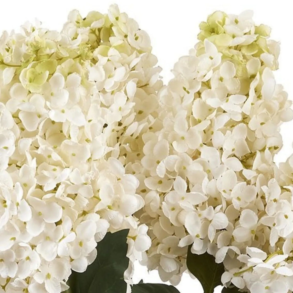 Artificial Creamy White Long Stem Spear Hydrangea with Pointed Flower Head & Realistic Green Leaves – Tall Faux Cream Hydrangea Flower 88cm Close-Up of Multiple Pointed Creamy White Flower Heads with Pale Green Tips and Realistic Green Foliage | Click Style