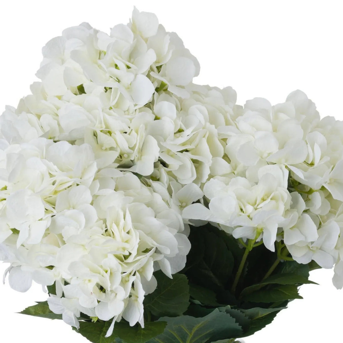 Artificial Creamy White Multi-Bloom Hydrangea Bouquet Stem with Realistic Green Foliage – Lifelike Faux Cream Hydrangea Arrangement 54x34x34cm – Full Rounded Bouquet of Multiple Creamy White Hydrangea Flower Heads with Dark Green Foliage | Click Style