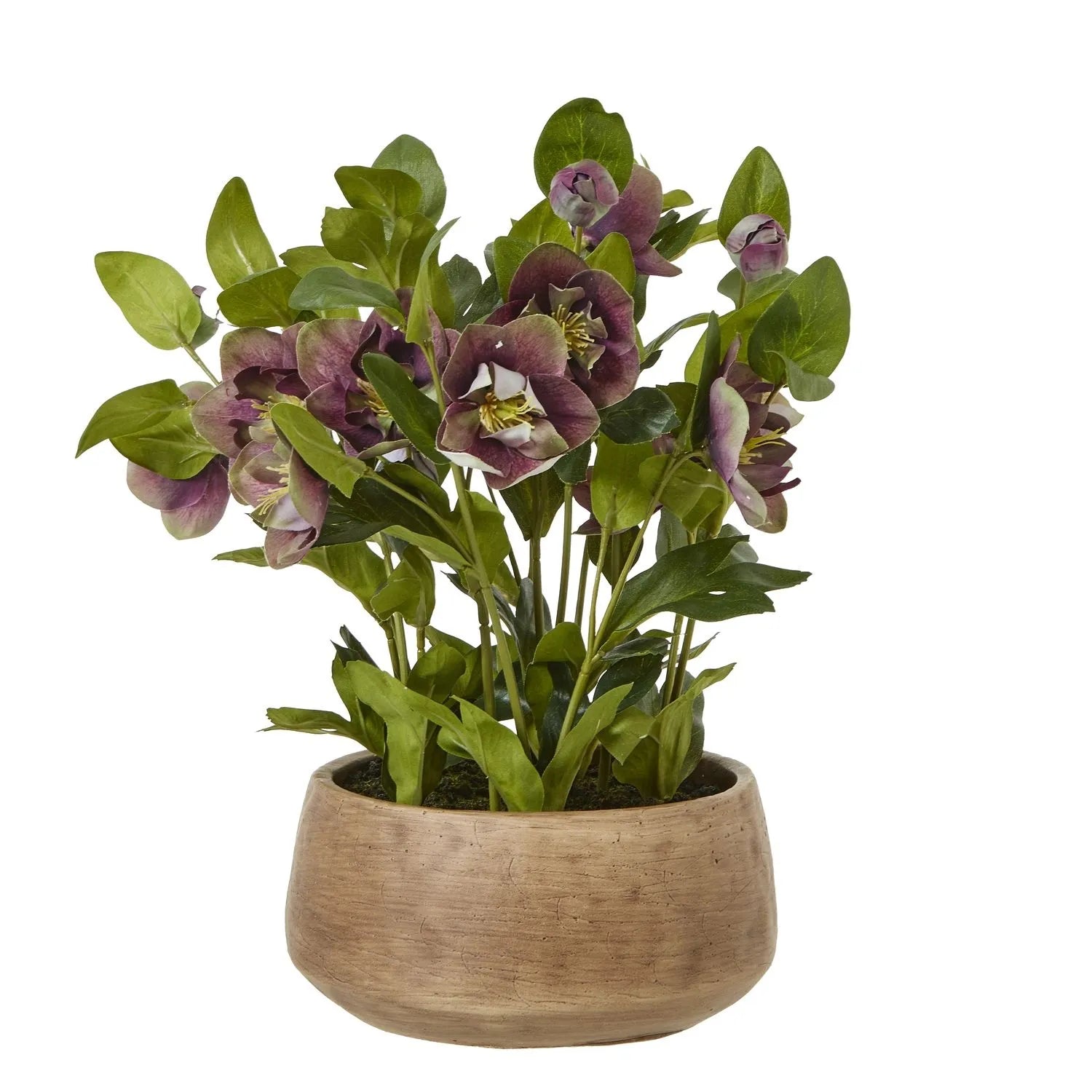 Artificial Deep Burgundy Purple Hellebore Plant in Taupe Ceramic Pot Realistic Faux Christmas Rose Flower Arrangement 41x38x33cm | Click Style
