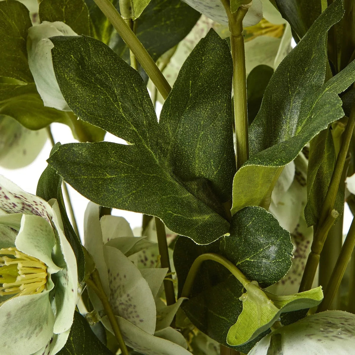 Artificial Green Hellebore Plant in Textured Taupe Pot – Realistic Green Faux Christmas Rose Flower Arrangement 85x52x52cm – Close-Up of Dark Green Foliage, Stems & Pale Green Flowers | Click Style