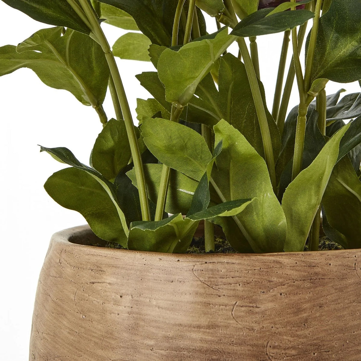 Artificial Mulberry Hellebore Plant in Taupe Ceramic Pot – Realistic Plum Faux Christmas Rose Flower Arrangement 41x38x33cm – Close-Up of Taupe Ceramic Pot, Stems & Green Foliage | Click Style