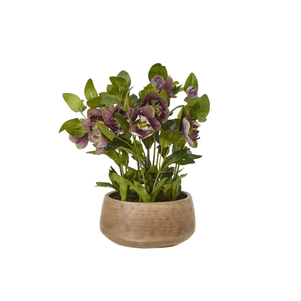 Artificial Mulberry Hellebore Plant in Taupe Ceramic Pot – Realistic Plum Faux Christmas Rose Flower Arrangement 41x38x33cm – Full Plant & Taupe Ceramic Pot Front View | Click Style
