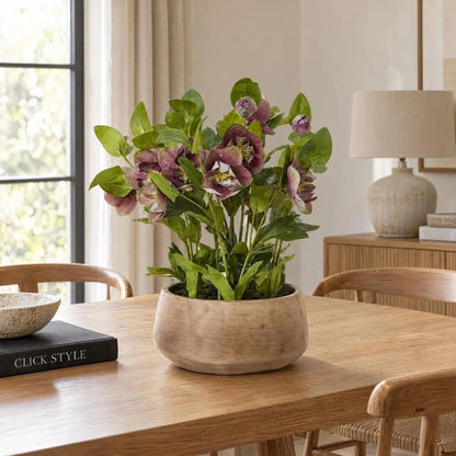 Artificial Mulberry Hellebore Plant in Taupe Ceramic Pot – Realistic Plum Faux Christmas Rose Flower Arrangement 41x38x33cm – Styled on Oak Dining Table | Click Style