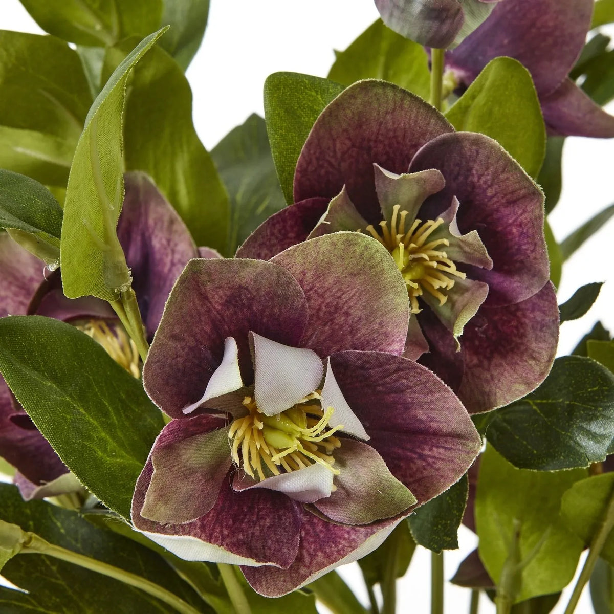 Artificial Mulberry Hellebore Plant in Taupe Ceramic Pot – Realistic Plum Faux Christmas Rose Flower Arrangement 41x38x33cm – Close-Up of Mulberry Plum Blooms with Yellow Centres | Click Style