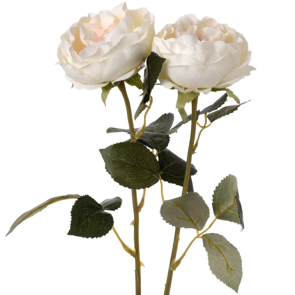Artificial Pale Blush Garden Rose Stem with Large Open Bloom – Lifelike Cream & Blush Pink Faux Rose Flower with Realistic Green Foliage 64cm – Multiple Stems Showing Large Open Blooms & Realistic Green Foliage | Click Style