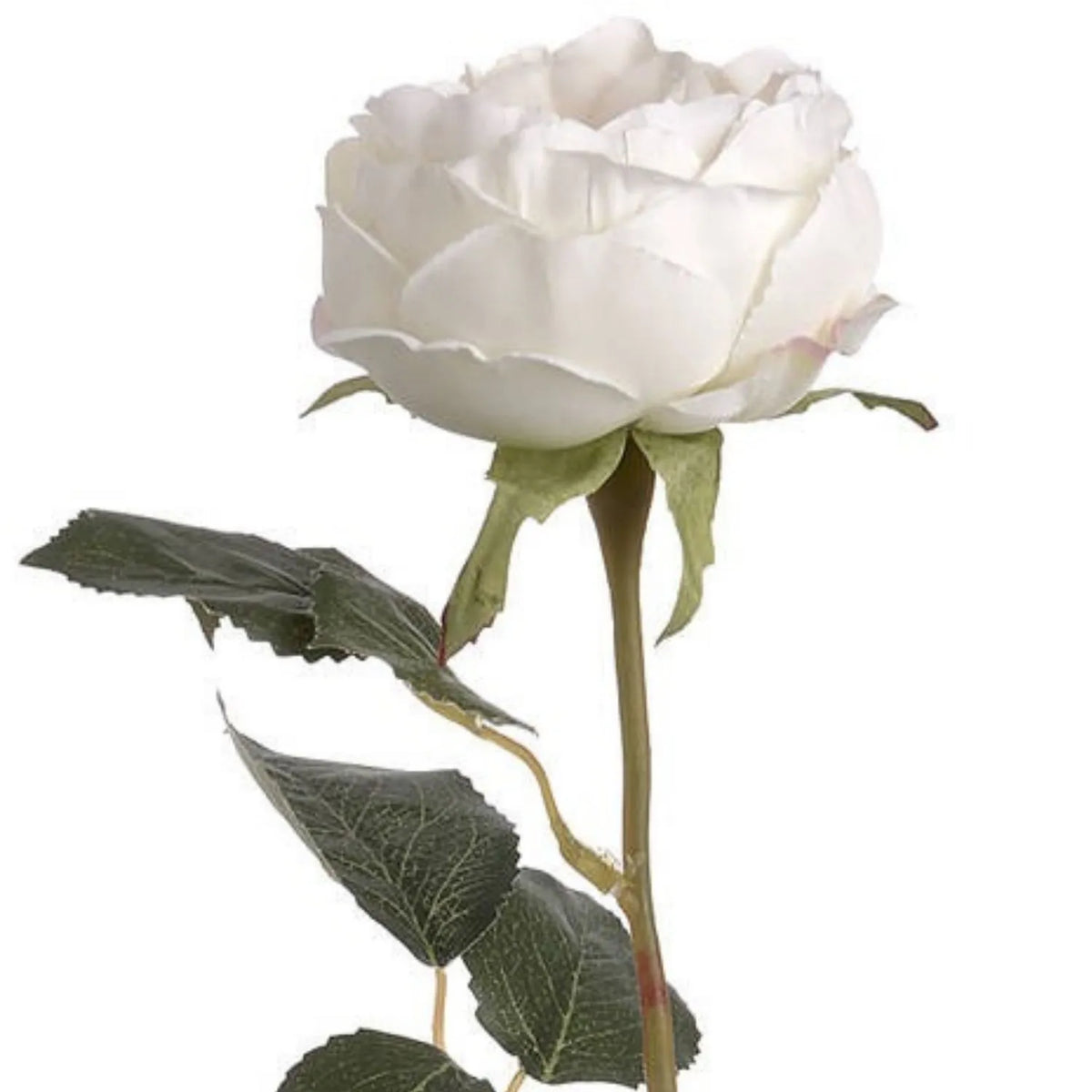 Artificial Pale Blush Garden Rose Stem with Large Open Bloom – Lifelike Cream & Blush Pink Faux Rose Flower with Realistic Green Foliage 64cm – Detailed View of Open Rose Bloom Serrated Green Leaves & Thorn-Like Stem Detail | Click Style