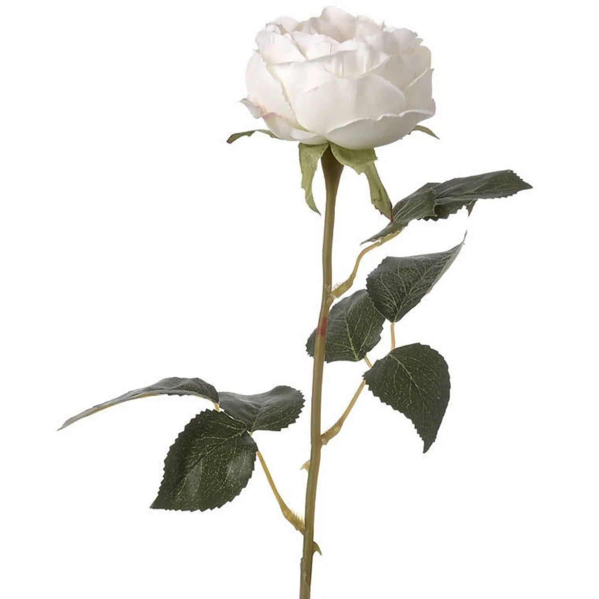 Artificial Pale Blush Garden Rose Stem with Large Open Bloom – Lifelike Cream & Blush Pink Faux Rose Flower with Realistic Green Foliage 64cm – Close-Up of Large Cream & Blush Pink Rose Bloom | Click Style