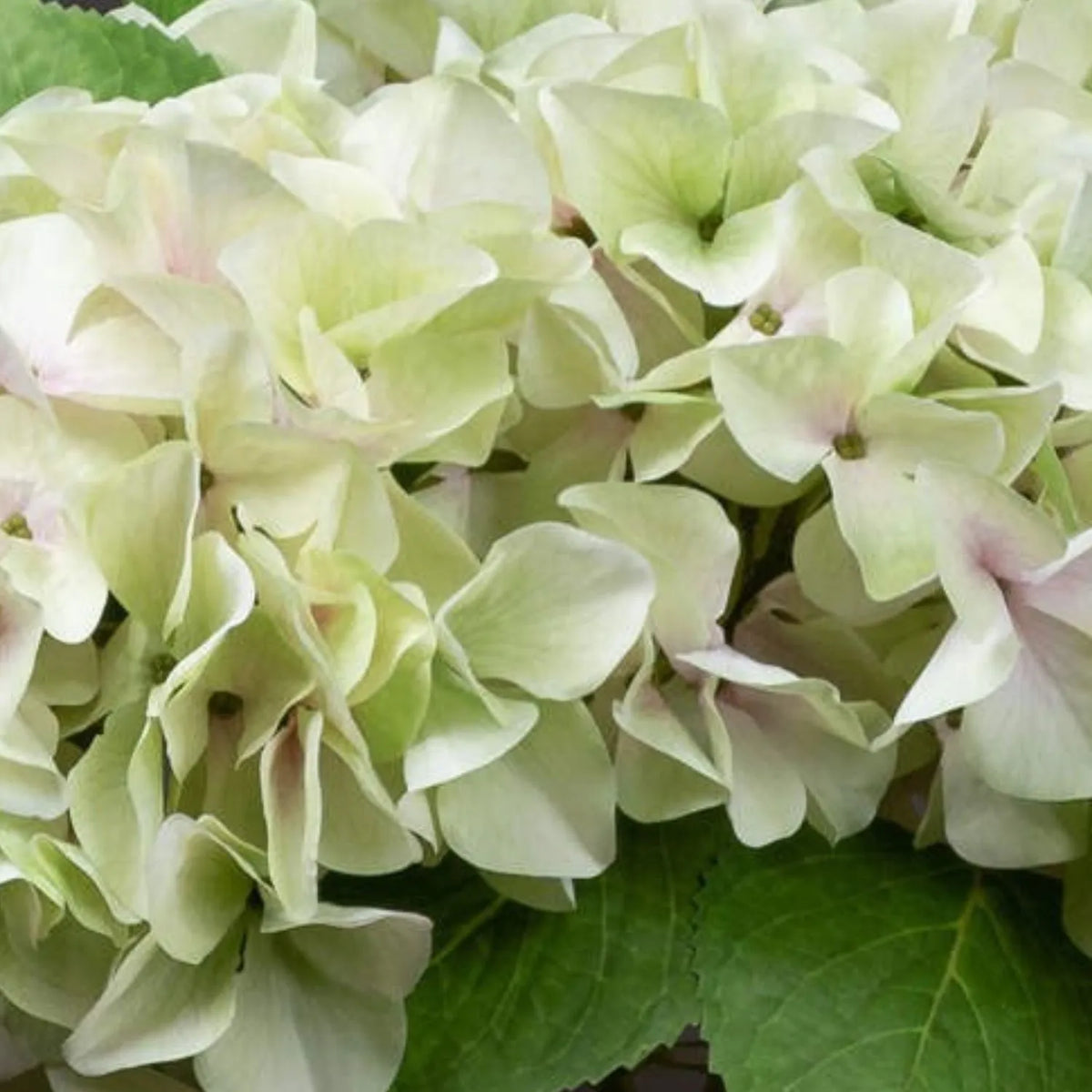 Artificial Pale Green Hydrangea Stem with Multi-Tonal Petals & Realistic Green Leaves – Lifelike Faux Green Hydrangea Flower 50x30x30cm – Extreme Close-Up of Realistic Hydrangea Florets with Pale Pink Centres and Detailed Green Foliage | Click Style