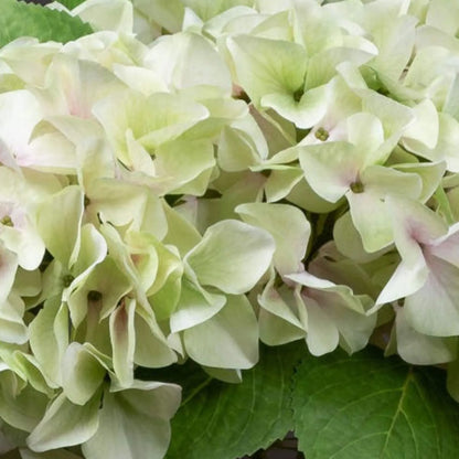 Artificial Pale Green Hydrangea Stem with Multi-Tonal Petals & Realistic Green Leaves – Lifelike Faux Green Hydrangea Flower 50x30x30cm – Extreme Close-Up of Realistic Hydrangea Florets with Pale Pink Centres and Detailed Green Foliage | Click Style