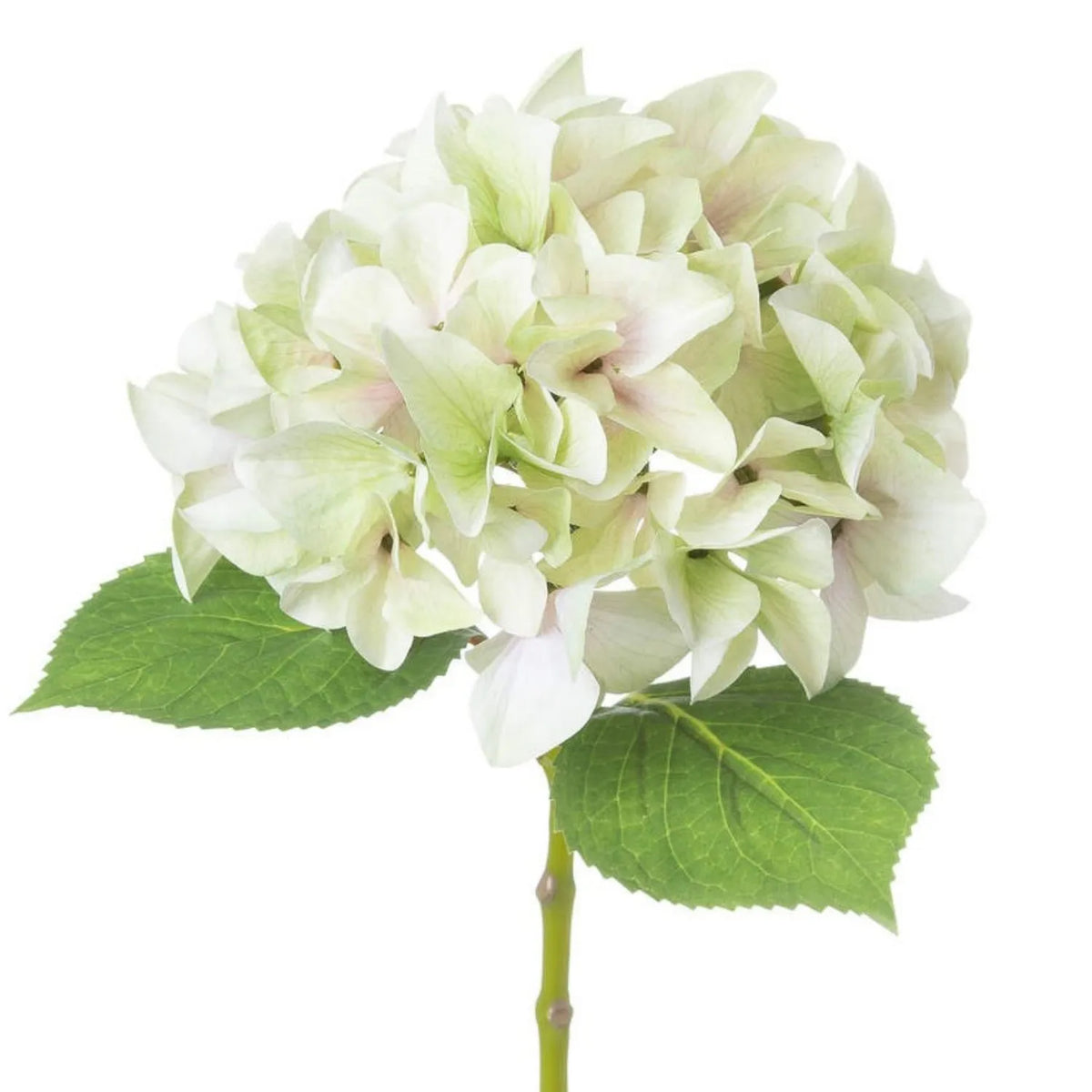 Artificial Pale Green Hydrangea Stem with Multi-Tonal Petals & Realistic Green Leaves – Lifelike Faux Green Hydrangea Flower 50x30x30cm – Detailed View of Multi-Tonal Hydrangea Petals with Subtle Blush Pink Undertones | Click Style
