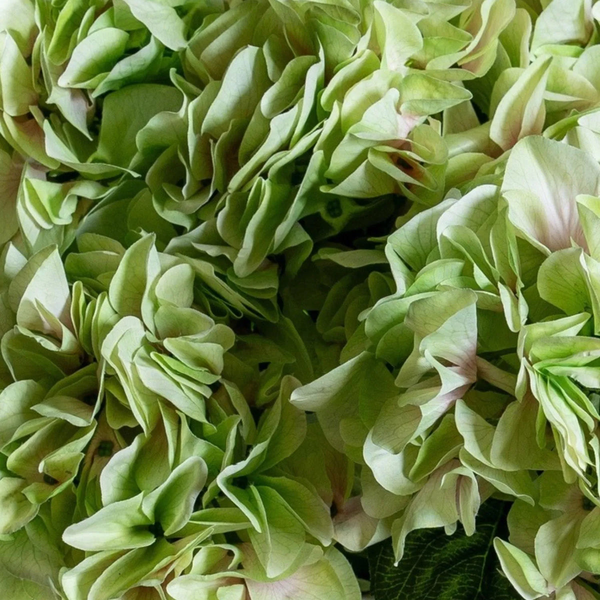 Artificial Pale Green Multi-Bloom Hydrangea Bouquet Stem with Realistic Foliage – Large Lifelike Faux Light Lime Green Hydrangea 58cm – Petal Texture & Blush Pink Detail | Click Style