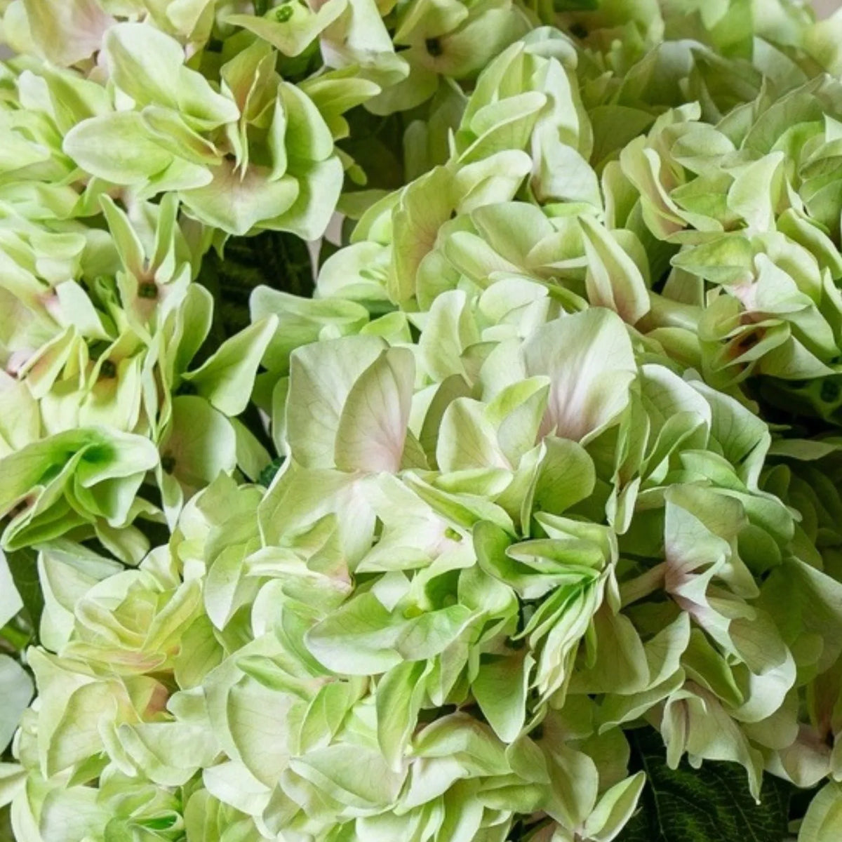 Artificial Pale Green Multi-Bloom Hydrangea Bouquet Stem with Realistic Foliage – Large Lifelike Faux Light Lime Green Hydrangea 58cm – Light Lime Green Hydrangea Bloom Detail | Click Style