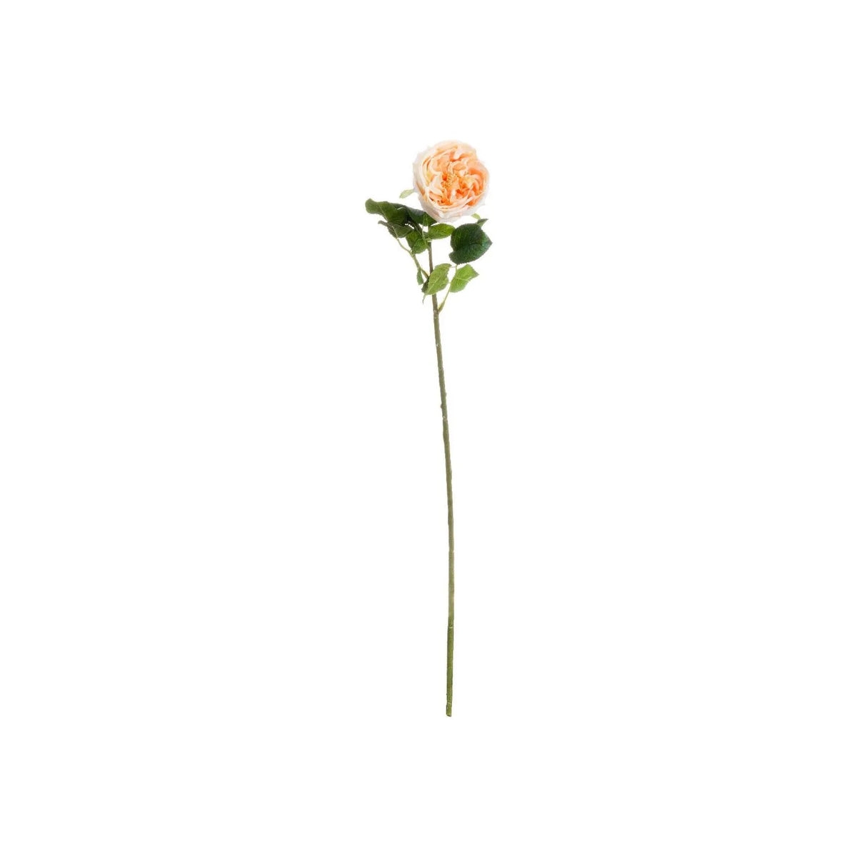 Artificial Pale Peach & Cream Portland Rose with Long Stem & Large Open Bloom – Lifelike Faux Peach Rose Flower with Realistic Green Foliage 72cm – Full Stem View | Click Style