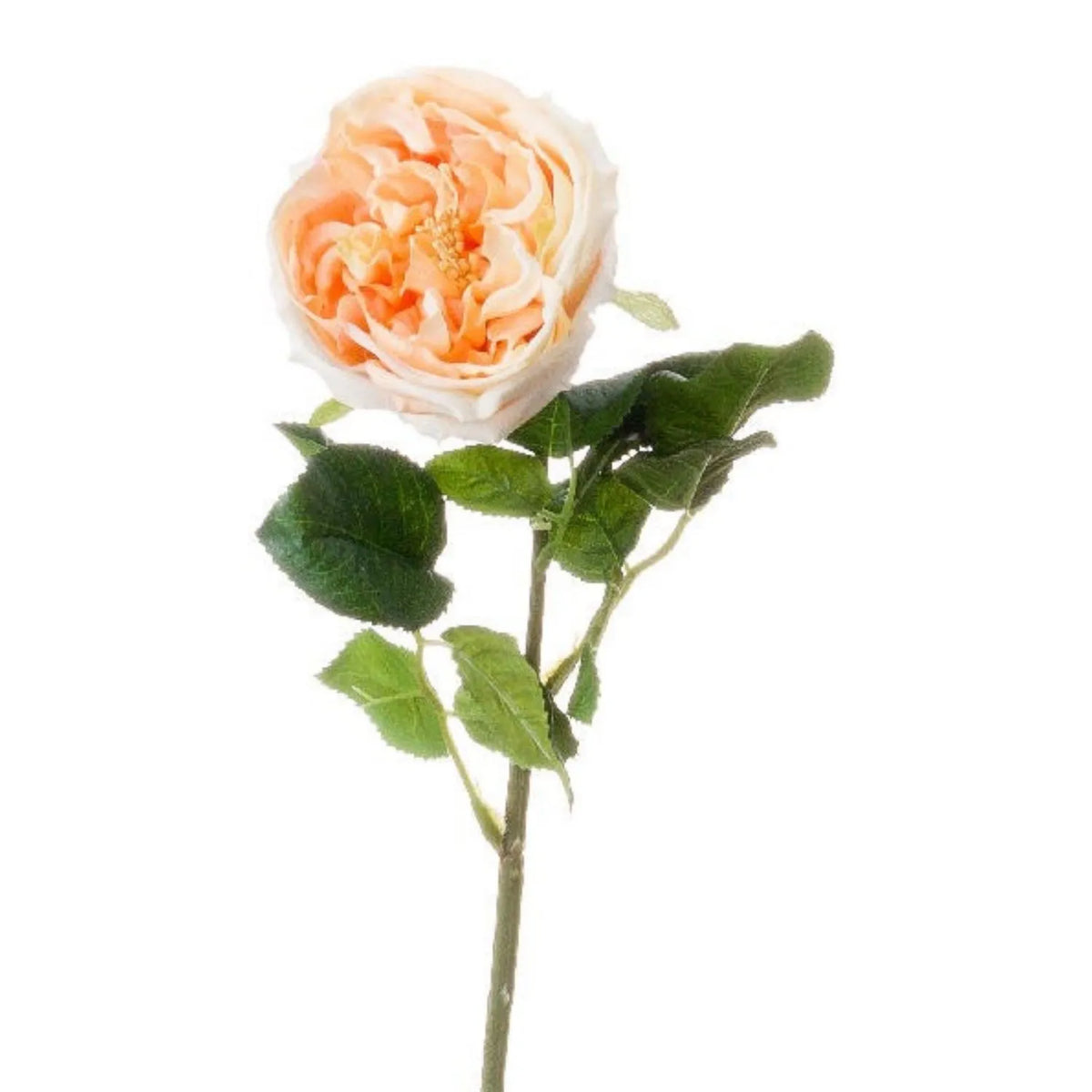 Artificial Pale Peach & Cream Portland Rose with Long Stem & Large Open Bloom – Lifelike Faux Peach Rose Flower with Realistic Green Foliage 72cm – Close-Up of Peach & Cream Rose Bloom Long Stem & Serrated Green Foliage | Click Style
