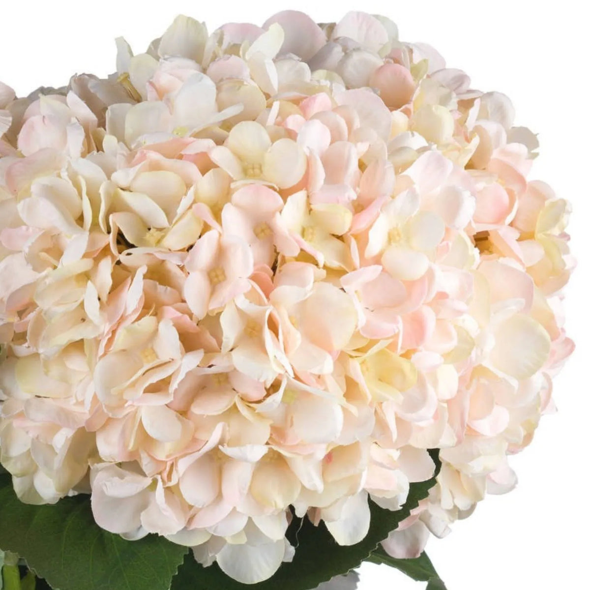 Artificial Peach Blush & Cream Hydrangea Stem with Realistic Green Leaves – Lifelike Faux Pink Hydrangea Flower 42x18x18cm – Close-Up of Delicate Peach Pink and Cream Petals | Click Style