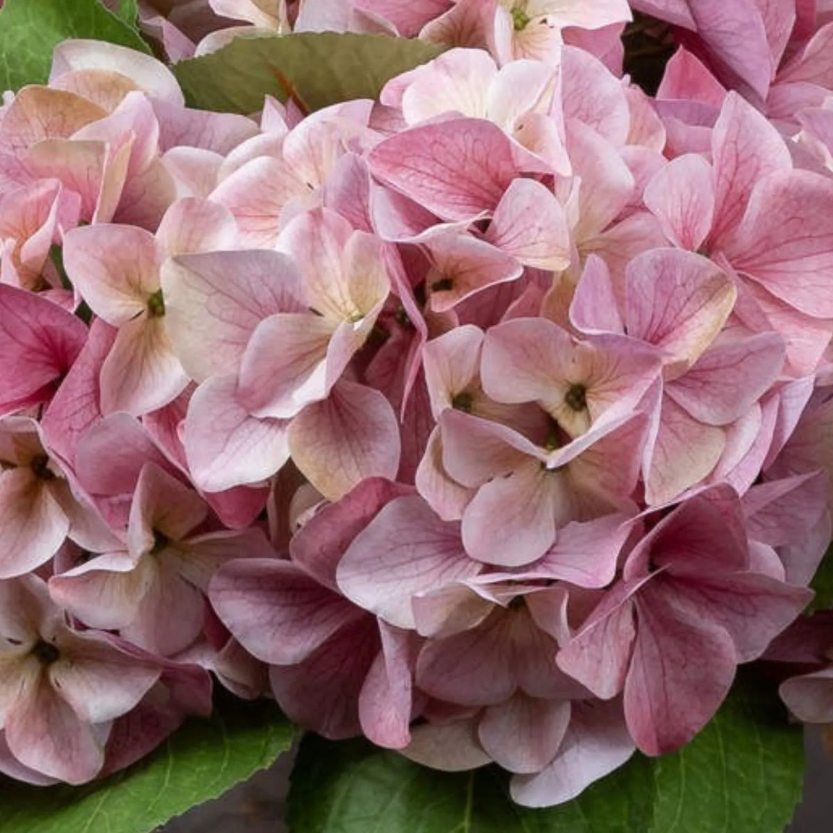 Artificial Pink Hydrangea Stem with Multi-Tonal Petals & Realistic Green Leaves – Lifelike Faux Pink Hydrangea Flower 50x30x30cm extreme close-up highlighting the delicate veining, natural-looking texture and subtle colour variations across pink, mauve and cream hydrangea petals | Click Style