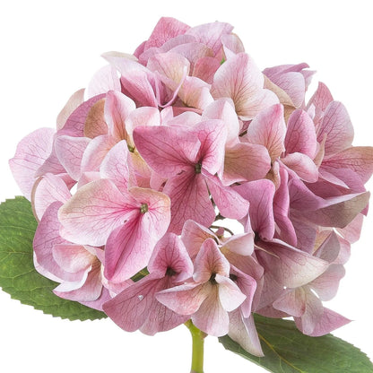 Artificial Pink Hydrangea Stem with Multi-Tonal Petals & Realistic Green Leaves – Lifelike Faux Pink Hydrangea Flower 50x30x30cm showing the full rounded bloom with overlapping rose pink, mauve and pale cream petals, intricate veining and broad serrated green leaves | Click Style