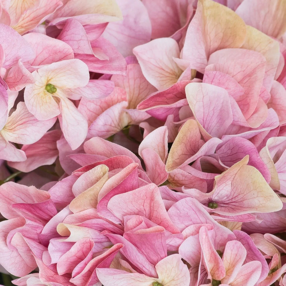 Artificial Pink Multi-Bloom Hydrangea Bouquet Stem with Realistic Green Leaves – Lifelike Faux Pink Hydrangea Flower Arrangement 58x47x47cm extreme close-up revealing delicate pink petal veining, blush and rose colour variations, pale cream undertones and realistic four-petalled hydrangea florets | Click Style