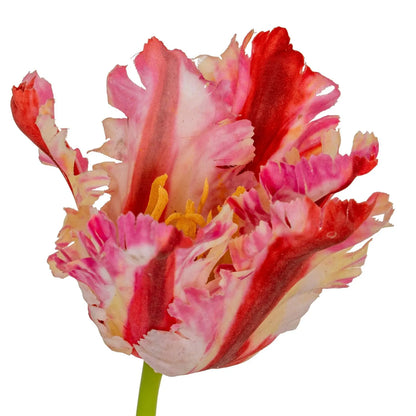 Artificial Pink & Red Parrot Tulip Stems in White Vase – Lifelike Faux Spring Flowers with Ruffled Feathered Petals | Click Style