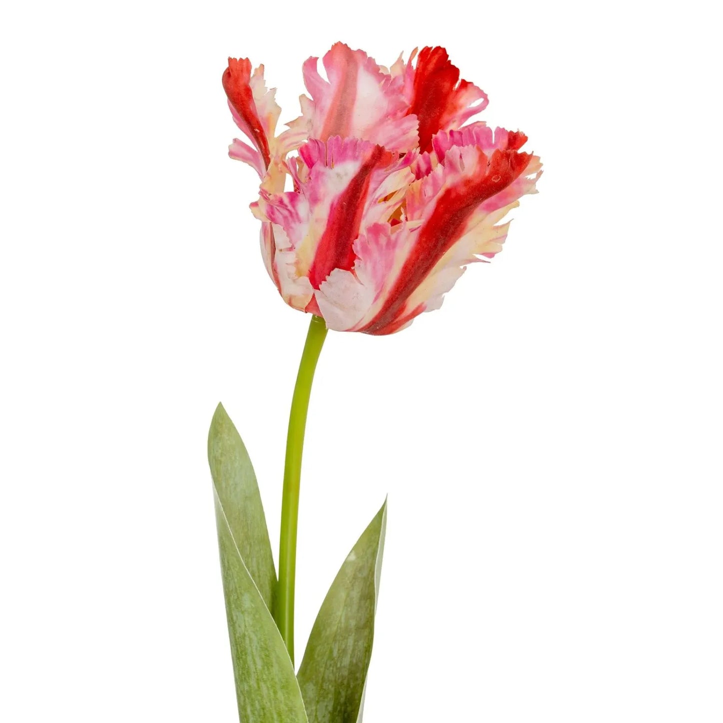 Artificial Pink & Red Parrot Tulip Stems in White Vase – Lifelike Faux Spring Flowers with Ruffled Feathered Petals | Click Style