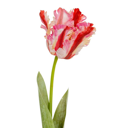 Artificial Pink & Red Parrot Tulip Stems in White Vase – Lifelike Faux Spring Flowers with Ruffled Feathered Petals | Click Style