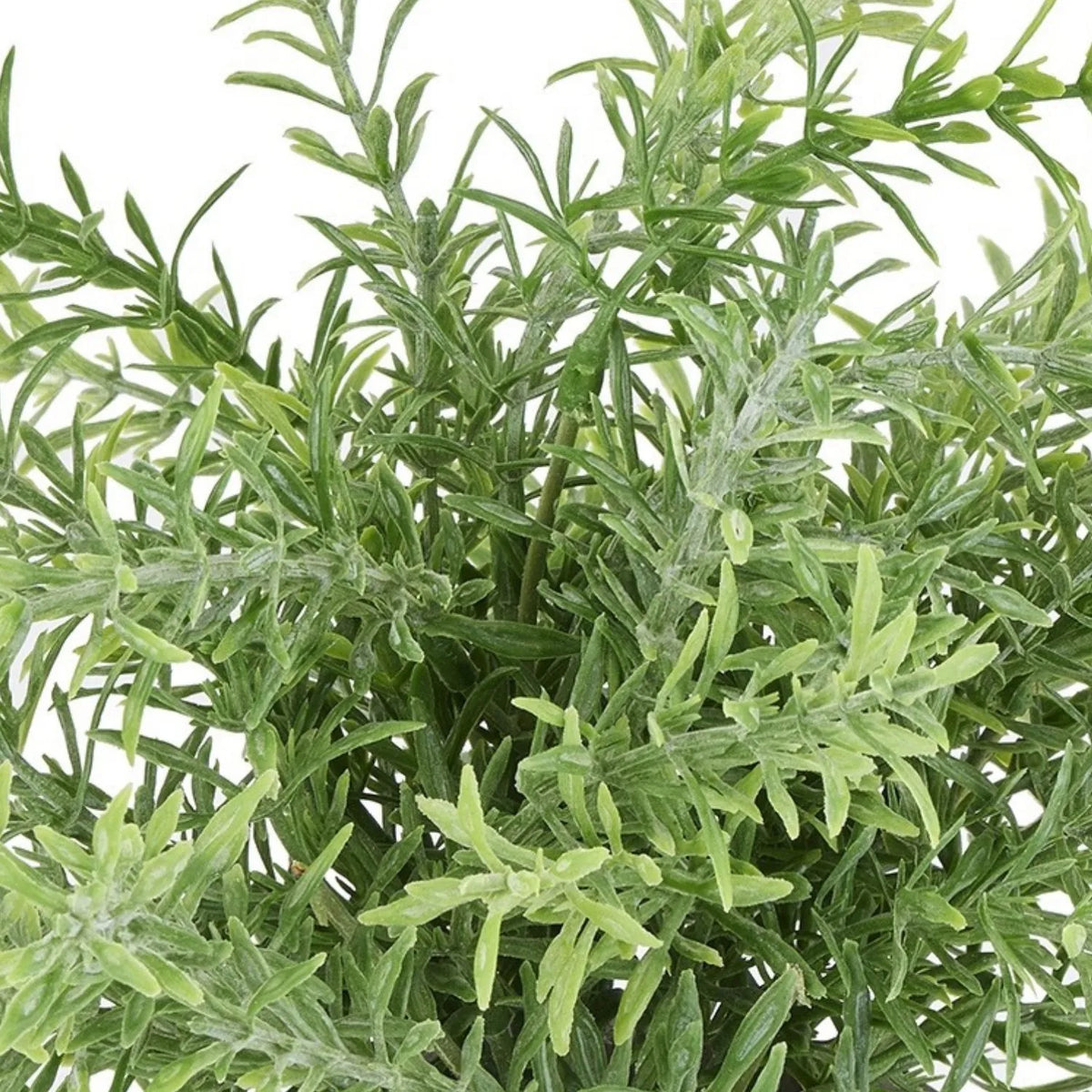 Artificial Rosemary Plant in Grey Stone-Effect Pot with Realistic Green Foliage – Lifelike Faux Potted Herb 24x24x24cm close-up showing dense rosemary-style leaves in natural light and dark green tones | Click Style