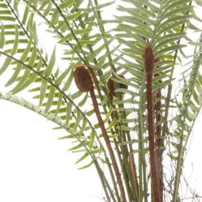 Artificial Small Green Boston Fern with Delicate Fronds & Fiddlehead Details in White Stone Pot – Realistic Potted Faux Indoor Plant – Extreme Close-Up of Brown Fiddlehead Shoots & Realistic Green Fern Foliage | Click Style